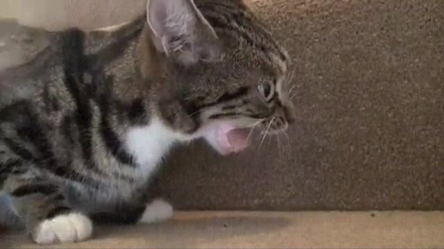 Порно №36149 - porno-porno.net