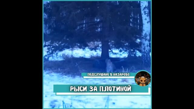 Порно №23557 - porno-porno.net