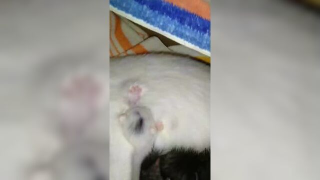 Порно №135465 - porno-porno.net