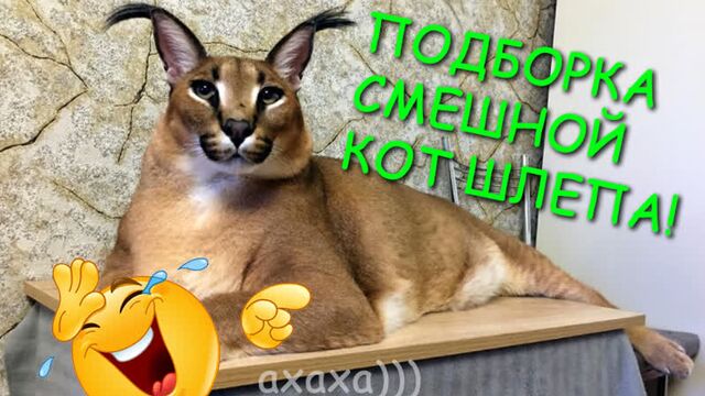 Порно №276433 - porno-porno.net