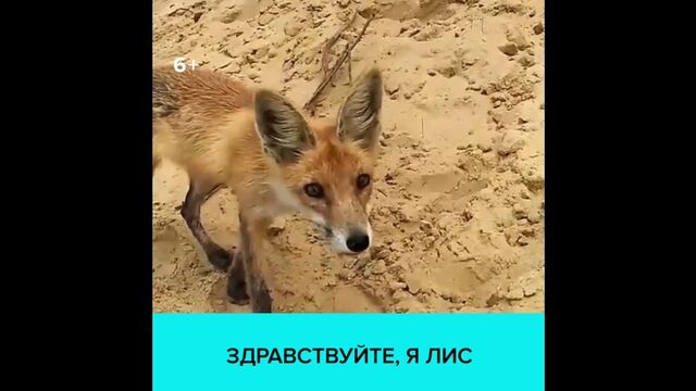 Порно №11021 - porno-porno.net