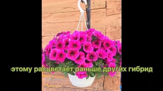 Порно №220930 - porno-porno.net