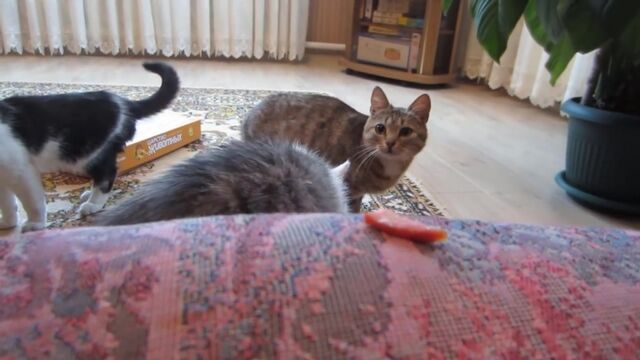 Порно №8217 - porno-porno.net